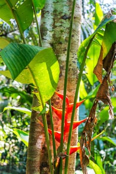 Red heliconia flower in the Amazon rainforest in Madidi National Park near Rurrenabaque, Bolivia