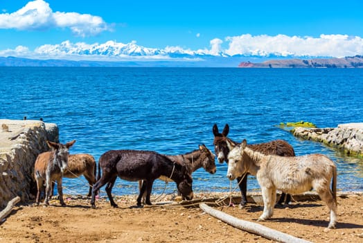 Six donkeys standing on the shore of Lake Titicaca with the Andes mountains in the background as seen on Isla del Sol, Bolivia