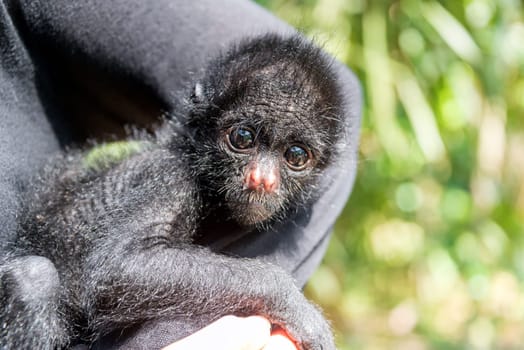 Woman holding a small three month old spider monkey in Madidi National Park in Bolivia