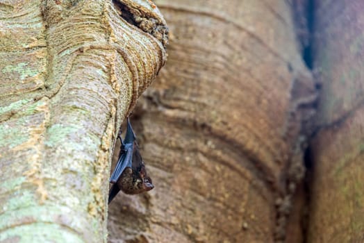 Small bat hanging in a tree in Madidi National Park in the Amazon rainforest in Bolivia