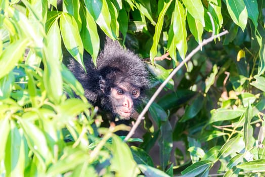 View of a spider monkey with an intense stare in the Madidi National Park in Bolivia