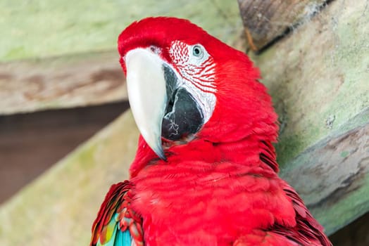 Closeup view of a scarlet macaw in Madidi National Park in the Amazon rainforest in Bolivia