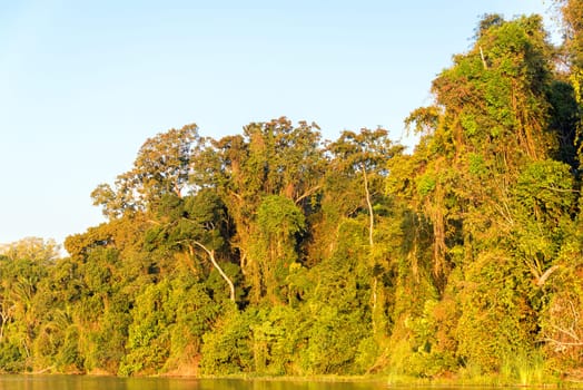 Foliage of the Amazon rainforest bathed in golden light at sunset in Madidi National Park in Bolivia