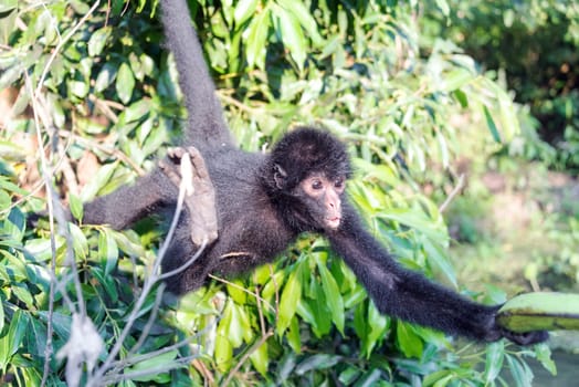Black spider monkey reaching for a banana in Madidi National Park in Bolivia