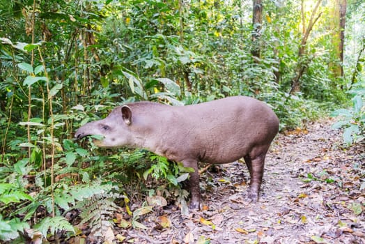 Brazilian Tapir grazing on foliage in Madidi National Park in the Amazon rainforest near Rurrenabaque, Bolivia