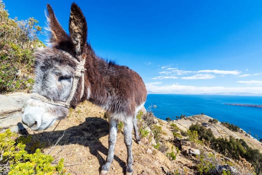 Closeup of a donkey with Lake Titicaca far in the background on Isla del Sol in Bolivia