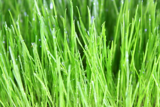 Grass