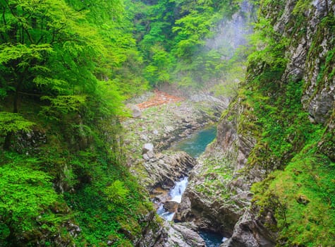 View of forest near the Škocjan Caves in Slovenia