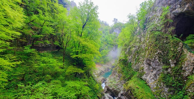 View of forest near the Škocjan Caves in Slovenia