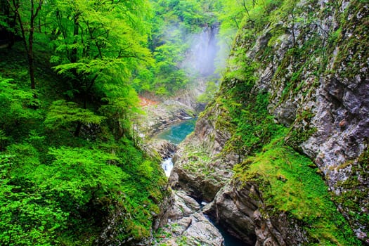 View of forest near the Škocjan Caves in Slovenia