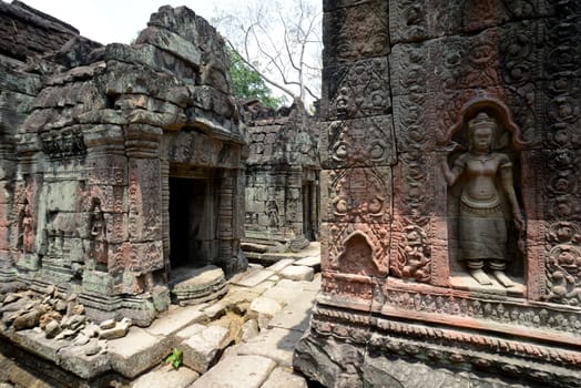 The Temple of  Ta Prohm in the Temple City of Angkor near the City of Siem Riep in the west of Cambodia.