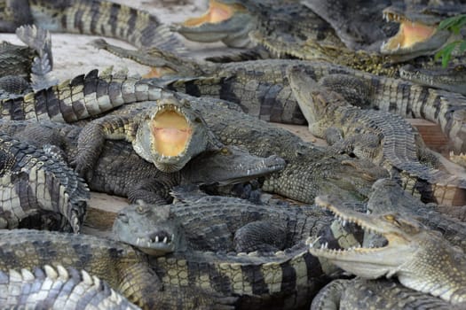 A Crocodile Farm near the City of Siem Riep in the west of Cambodia.