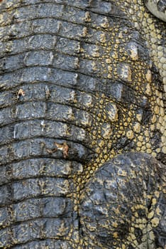 A Crocodile Farm near the City of Siem Riep in the west of Cambodia.
