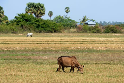 A Field near the Lake Village Kompong Pluk at the Lake Tonle Sap near the City of Siem Riep in the west of Cambodia.