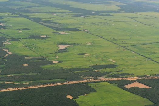 The Landscape with a ricefield near the City of Siem Riep in the west of Cambodia.