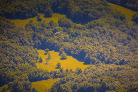 View of forest in the Slovenian countryside