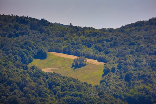 View of forest in the Slovenian countryside