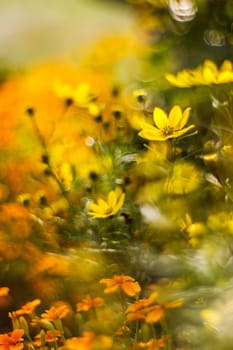 cosmos flowers with bokeh - abstract