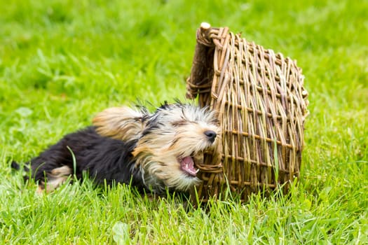 yorkshire terrier