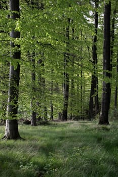 Beech Forest in Spring