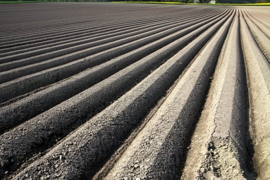 Arable furrows for carrot cultivation