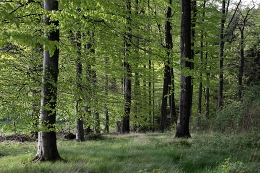 Beech Forest in Spring