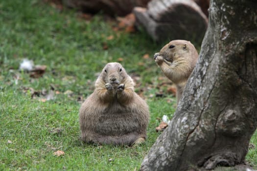 Prairie dog