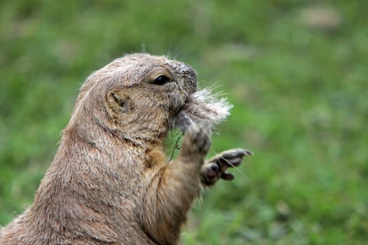 Prairie dog