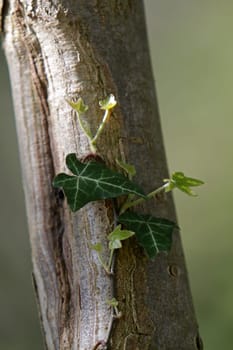 Ivy
