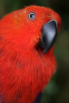 Noble parrot (female)