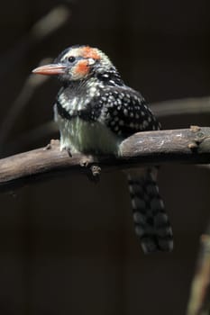 Flamehead bearded bird