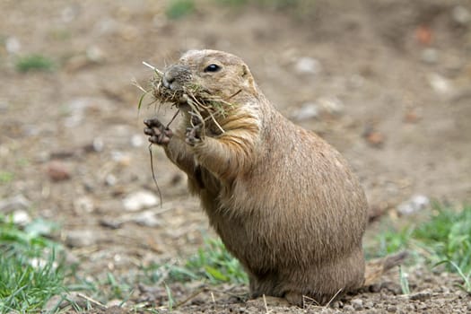 Prairie dog