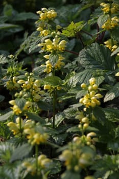 Gold nettles