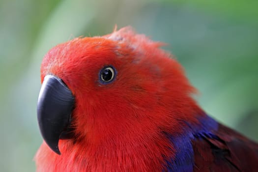 Noble parrot (female)