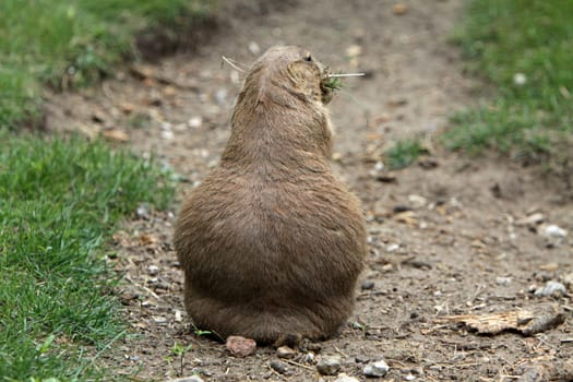Prairie dog
