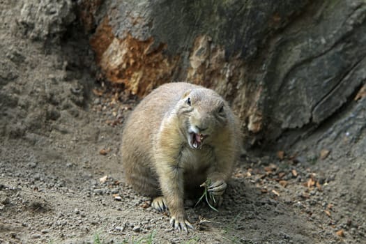 Prairie dog