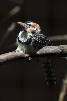 Flamehead bearded bird
