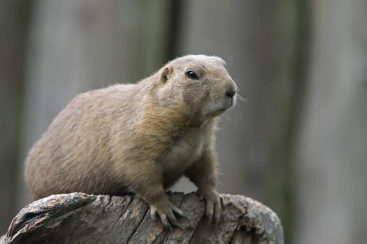 Prairie dog