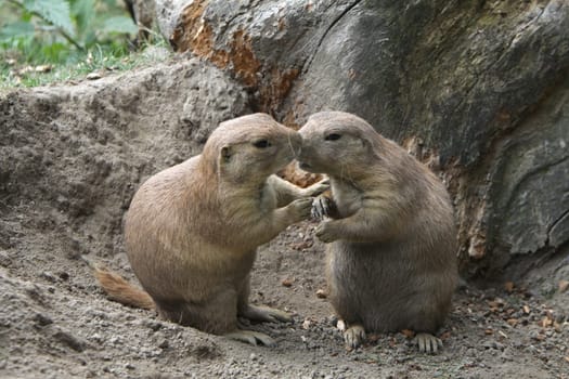 Prairie dog