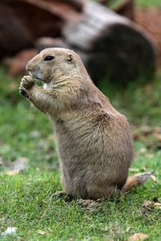 Prairie dog