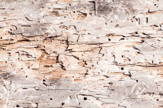Dry weathered wood surface structure closeup as background