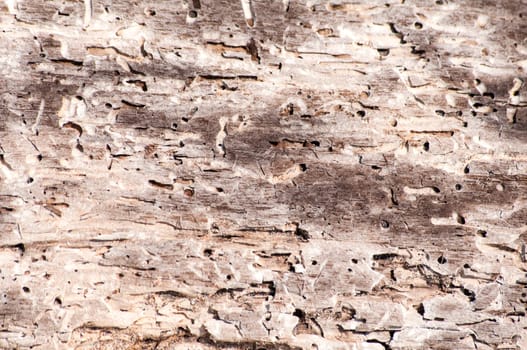 Dry weathered wood surface structure closeup as background