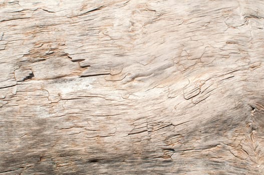 Dry weathered wood surface structure closeup as background
