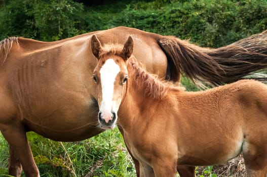 Brown foal and mare amid green vegetation background
