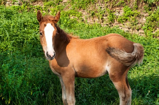 Brown foal amid green vegetation background