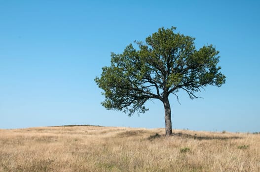 Lonely tree on mountain hill in late summer day on blue sky background