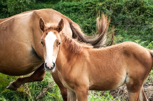 Brown foal and mare amid green vegetation background