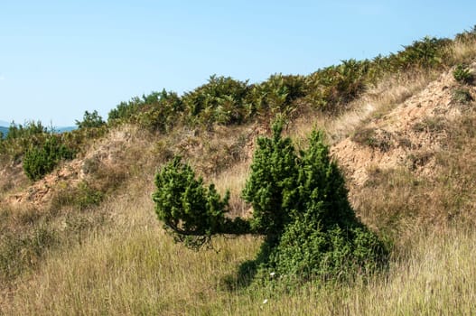 Strange juniper bush on dry soil mountain hill