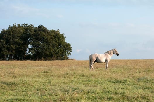 Lonely spotted horse on late summer meadow and blue sky background