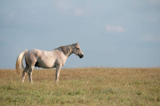 Lonely spotted horse on late summer meadow and blue sky background
